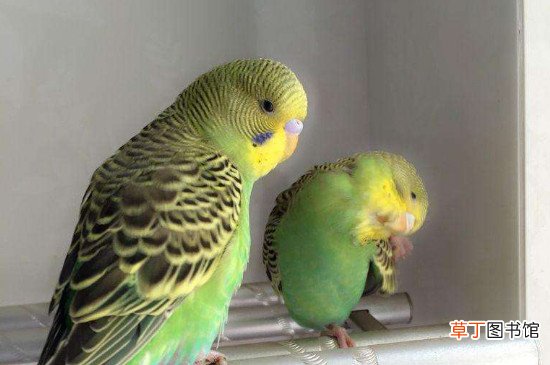 虎皮鹦鹉的饲养方法