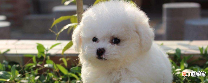 茶杯犬为什么那么小?