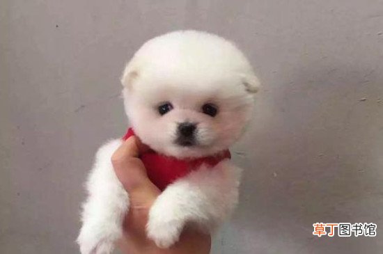 茶杯犬为什么那么小?