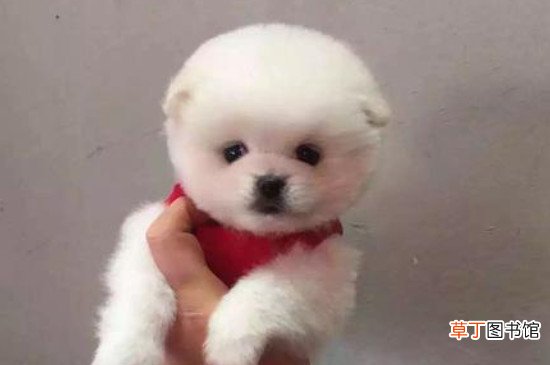 茶杯狗好养吗