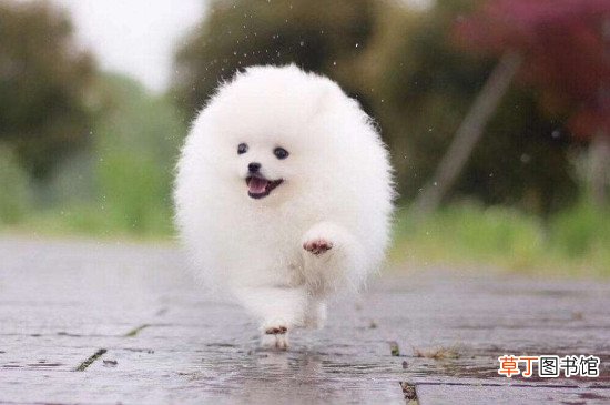 茶杯犬为什么那么小?