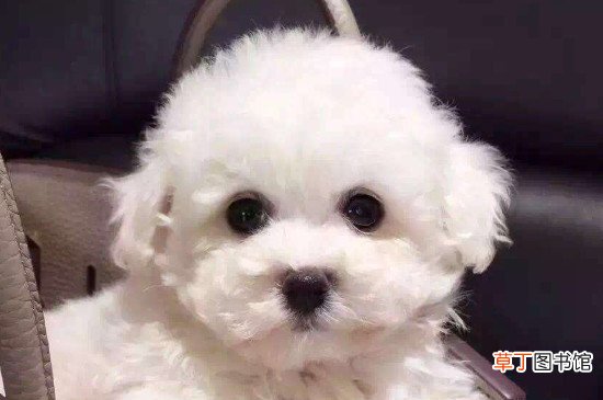 茶杯狗能活多久
