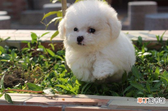 茶杯狗能活多久