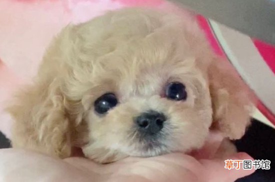 茶杯犬怎么养才不会死
