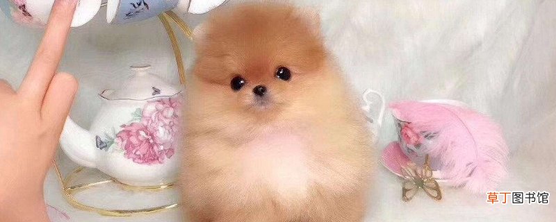 茶杯犬怎么养才不会死