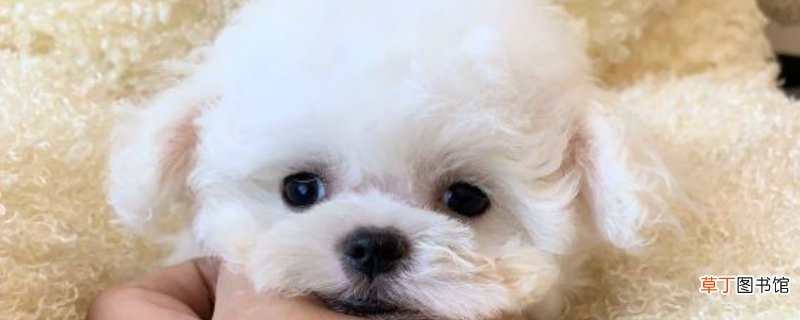 养茶宠有什么忌讳