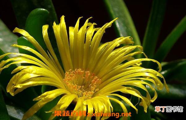 佛手花如何养殖 佛手花的家庭养殖方法