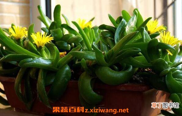 佛手花如何养殖 佛手花的家庭养殖方法