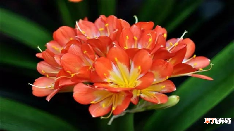 属羊的幸运植物是什么