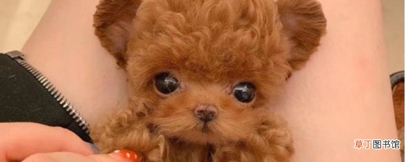 纯种茶杯犬多少钱一只，茶杯犬最低价格大概多少