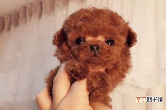 纯种茶杯犬多少钱一只，茶杯犬最低价格大概多少