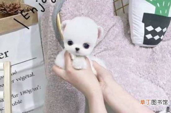 纯种茶杯犬多少钱一只，茶杯犬最低价格大概多少