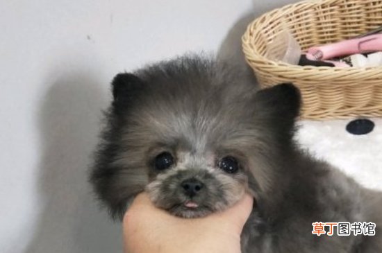 纯种茶杯犬多少钱一只，茶杯犬最低价格大概多少