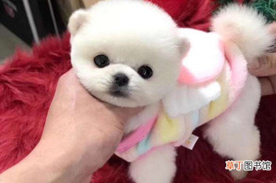 茶杯犬背后的血腥