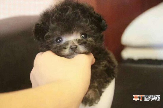 茶杯犬掉毛有多严重
