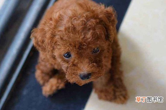 茶杯犬掉毛有多严重