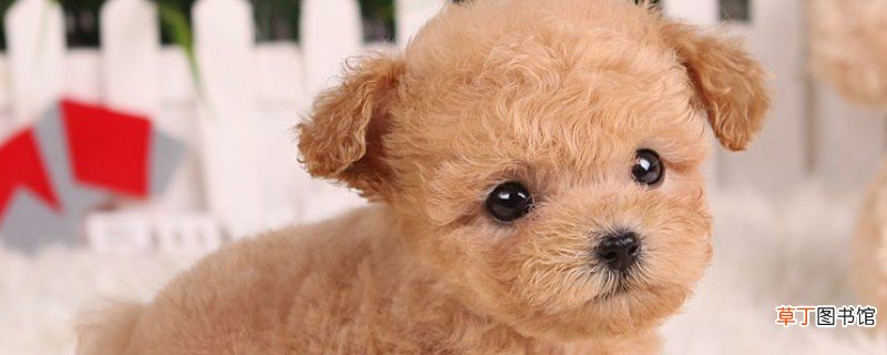 纯种茶杯泰迪犬多少钱一只，真泰迪茶杯狗价格在8000元以上