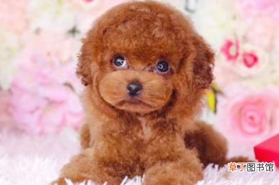 纯种茶杯泰迪犬多少钱一只，真泰迪茶杯狗价格在8000元以上