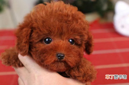 纯种茶杯泰迪犬多少钱一只，真泰迪茶杯狗价格在8000元以上