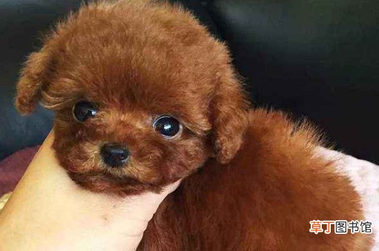 纯种茶杯泰迪犬多少钱一只，真泰迪茶杯狗价格在8000元以上