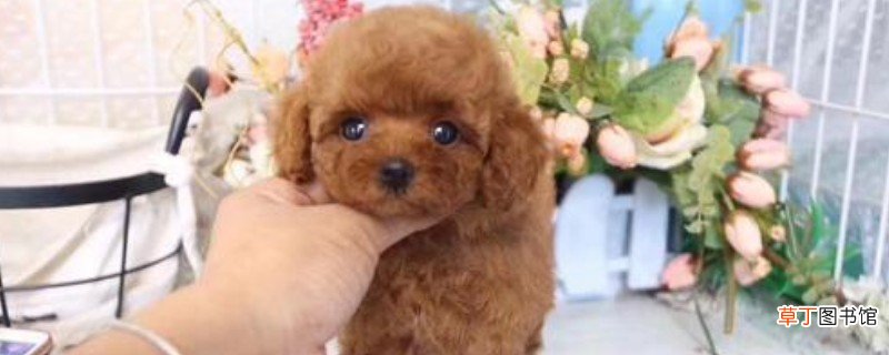 微小茶杯贵宾犬要多少钱，价格一般在6000元以上