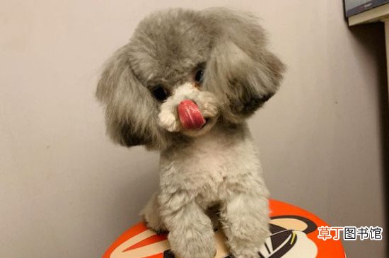 微小茶杯贵宾犬要多少钱，价格一般在6000元以上