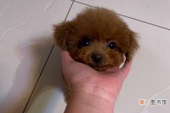 微小茶杯贵宾犬要多少钱，价格一般在6000元以上
