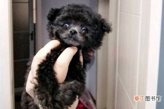 微小茶杯贵宾犬要多少钱，价格一般在6000元以上