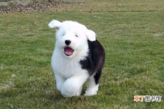古牧犬智商排第几，智商排名第63位
