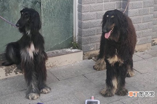 古牧犬智商排第几，智商排名第63位