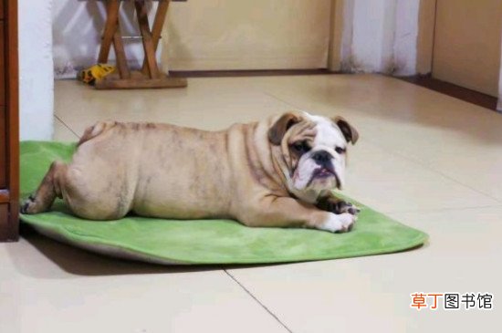 古牧犬智商排第几，智商排名第63位