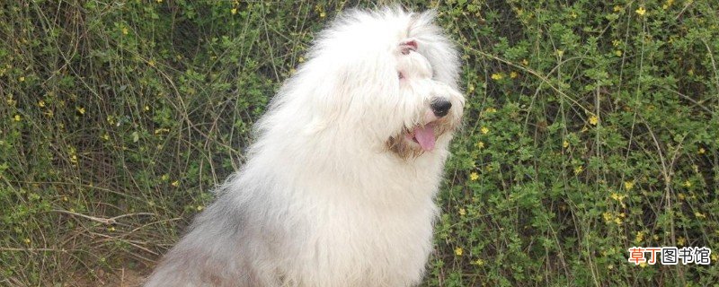 古牧犬智商排第几，智商排名第63位