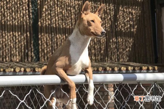 古牧犬智商排第几，智商排名第63位