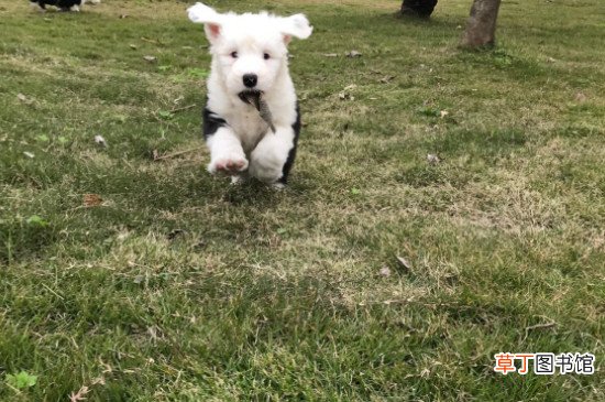 古牧幼犬价格大概多少钱一只，古牧多少钱一只幼崽