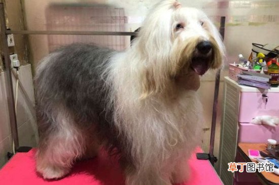 古牧幼犬价格大概多少钱一只，古牧多少钱一只幼崽