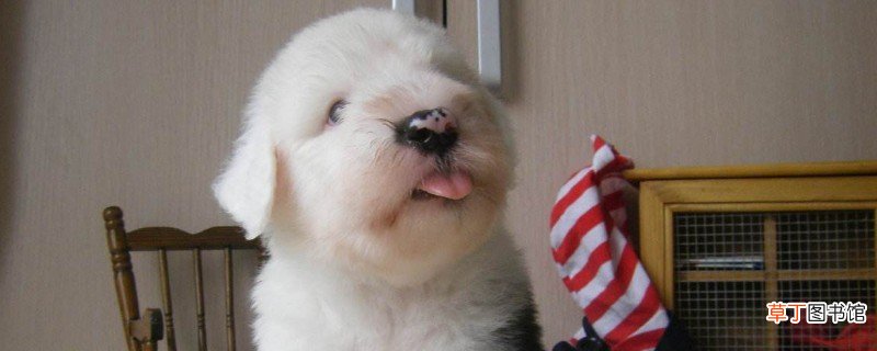 古牧幼犬价格大概多少钱一只，古牧多少钱一只幼崽
