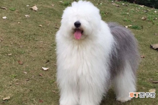 古牧犬智商排第几，排名第63位
