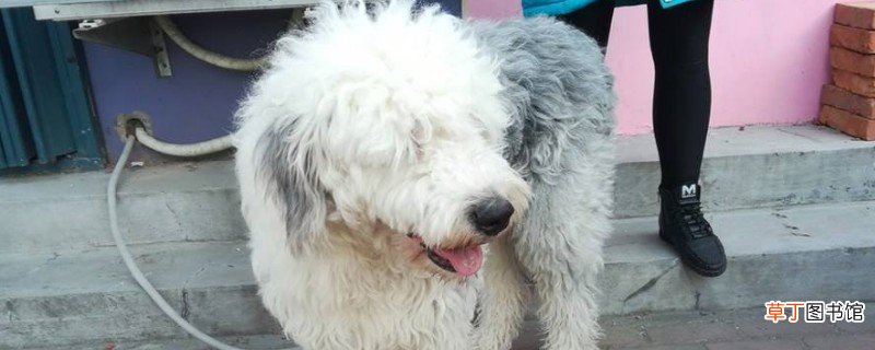 古牧犬智商排第几，排名第63位