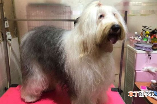 古牧犬智商排第几，排名第63位