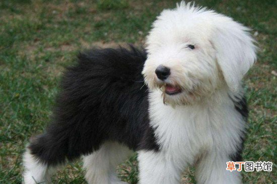 古牧犬智商排第几，排名第63位