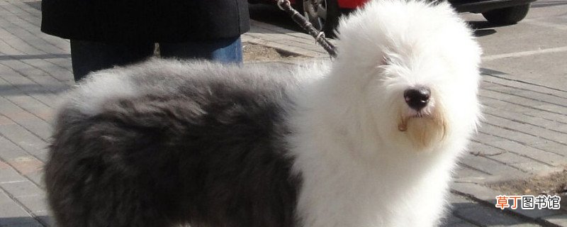 古牧犬怎么养