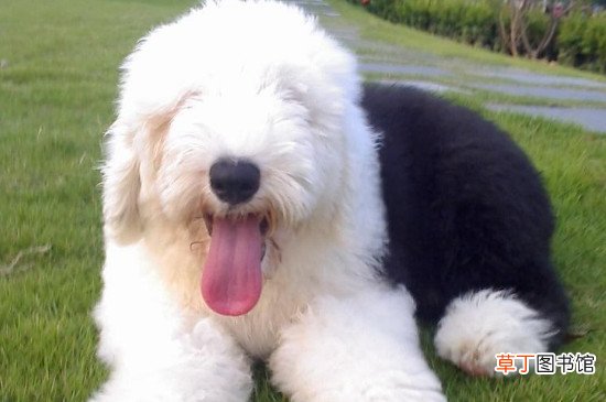 古牧犬怎么养