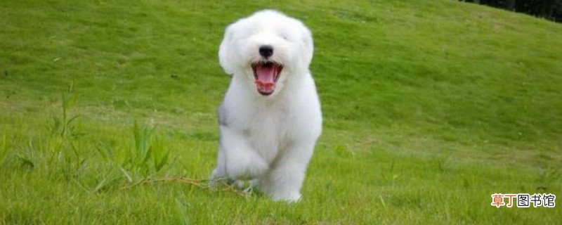 古牧犬怎么看纯不纯