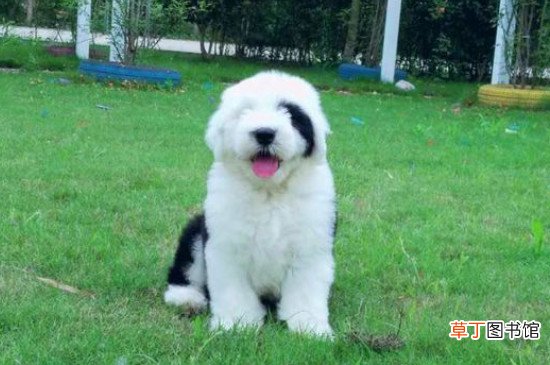 古牧犬怎么看纯不纯