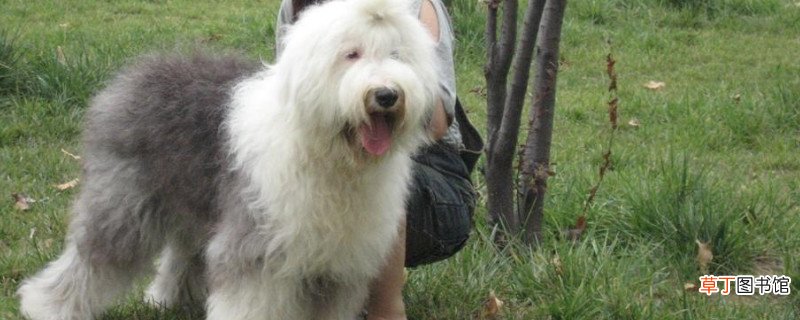 古牧犬优缺点