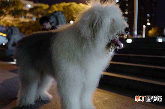 古牧犬优缺点