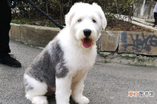 古牧犬掉毛厉害吗