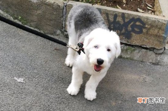 古牧犬掉毛厉害吗