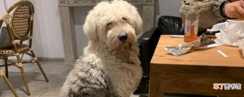 古牧犬掉毛厉害吗