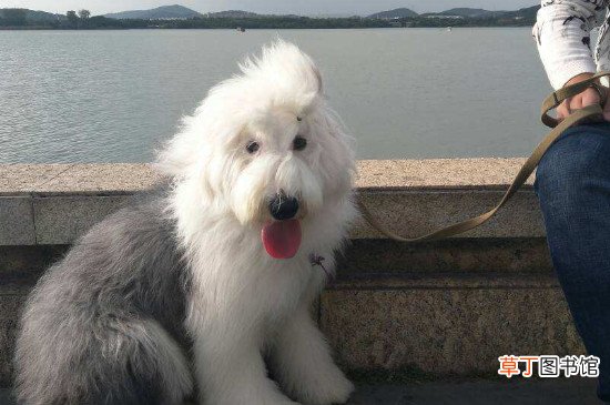 古牧犬的性格怎么样